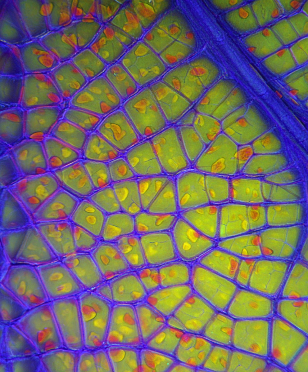 operations — bio-mimicry behind wired glass