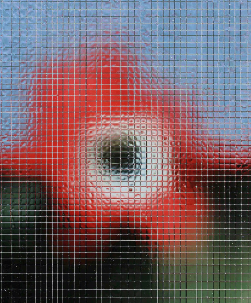 Red poppy viewed through wired safety glass